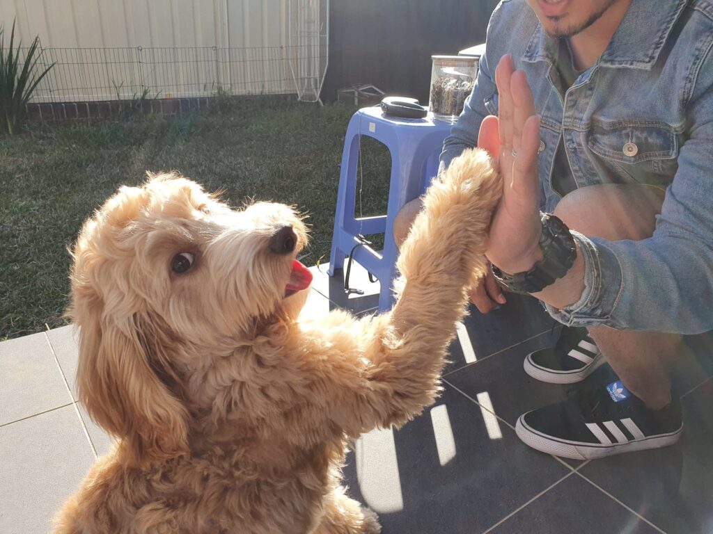 Puppy learns high five at Kindy puppy dog training