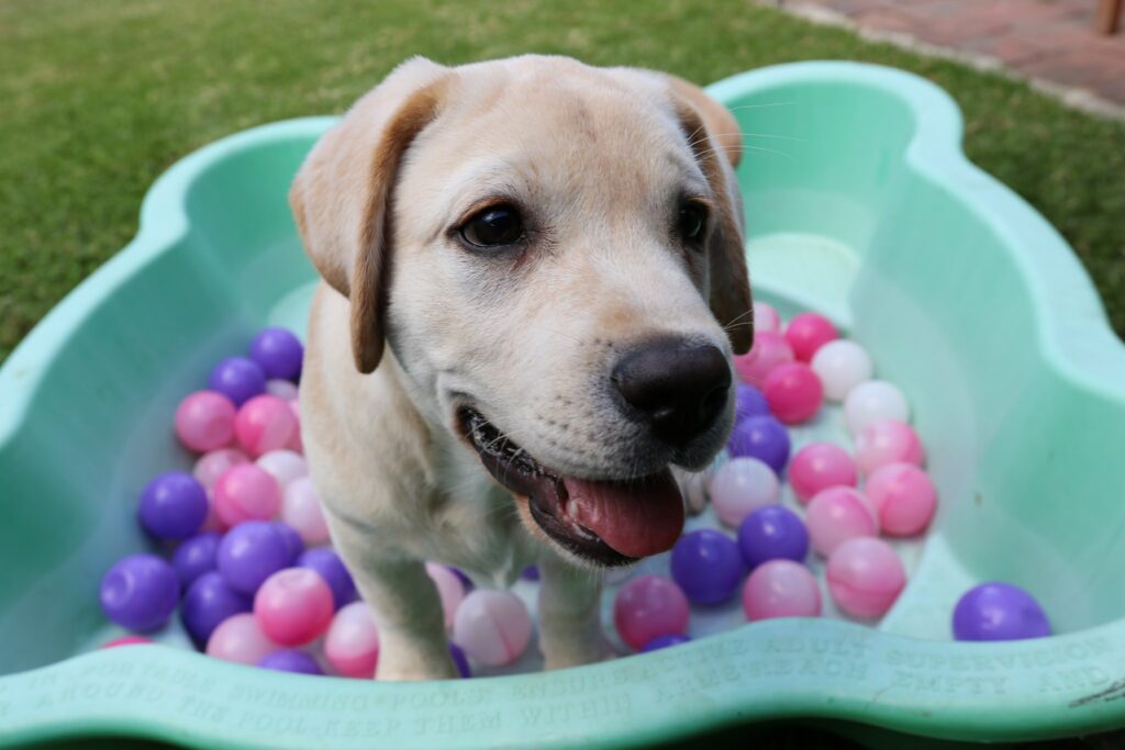 Puppy having fun in the ball pit at puppy preschool