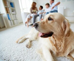In home dog behavioural training
