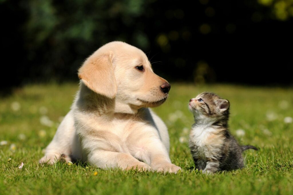 Picture of a labrador puppy with kitten