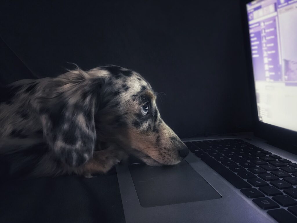 online puppy preschool 