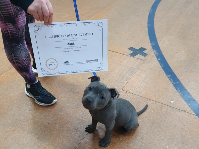Puppy preschool graduation 1