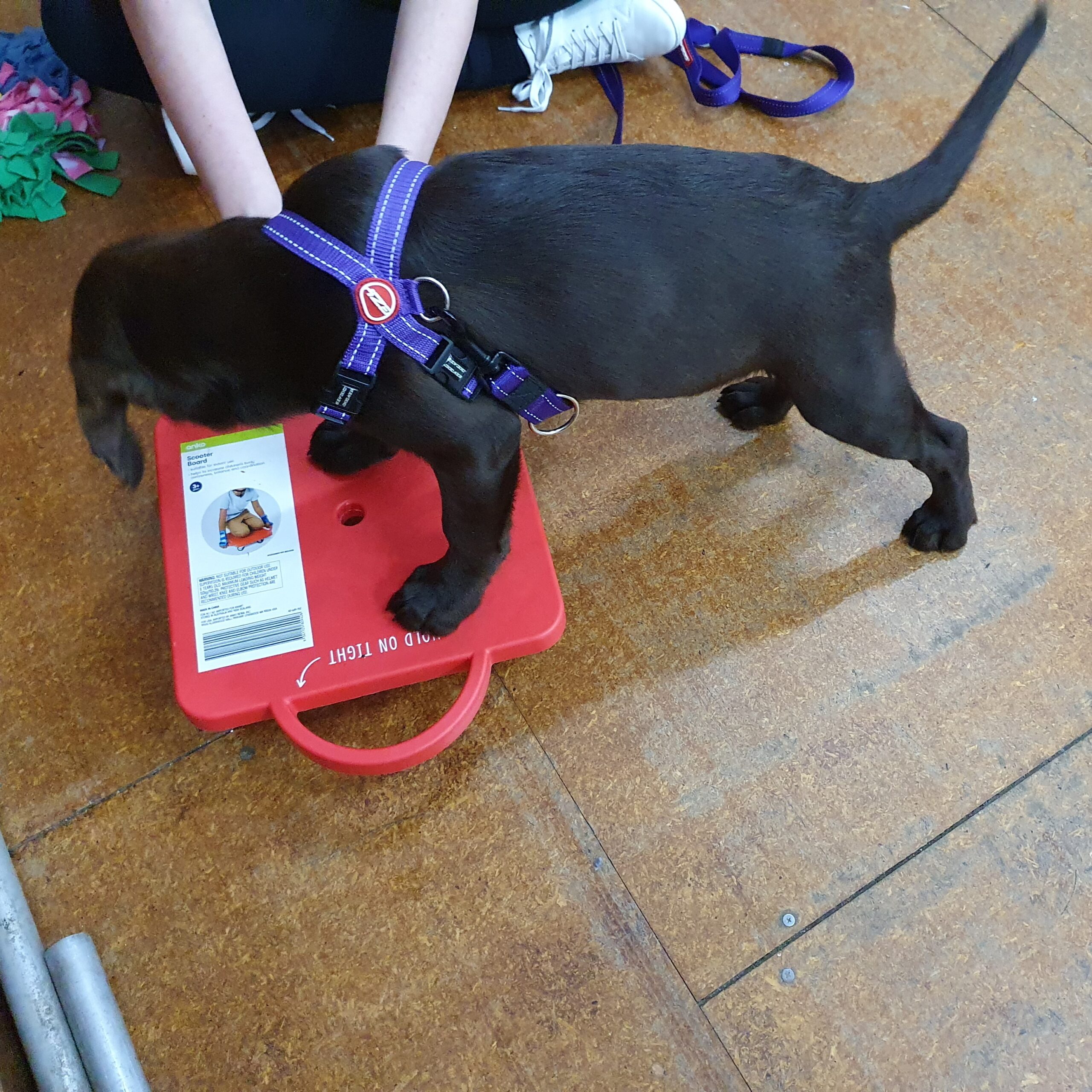 Labrador Puppy stands on a wheeled childrens board toy during puppy preschool socialisation time