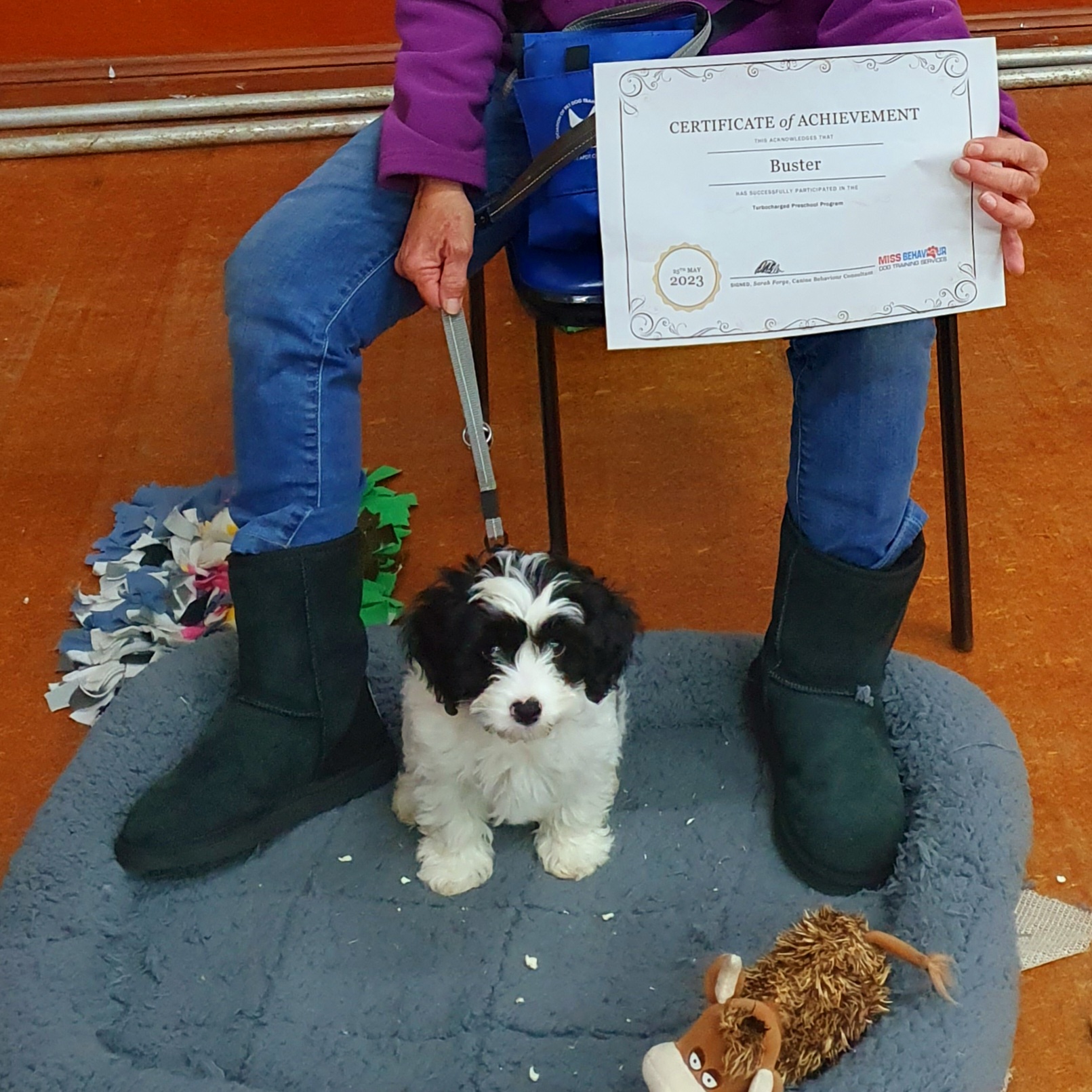 Buster the white and black cavoodle puppy sits on his mat with his puppy preschool graduation certificate